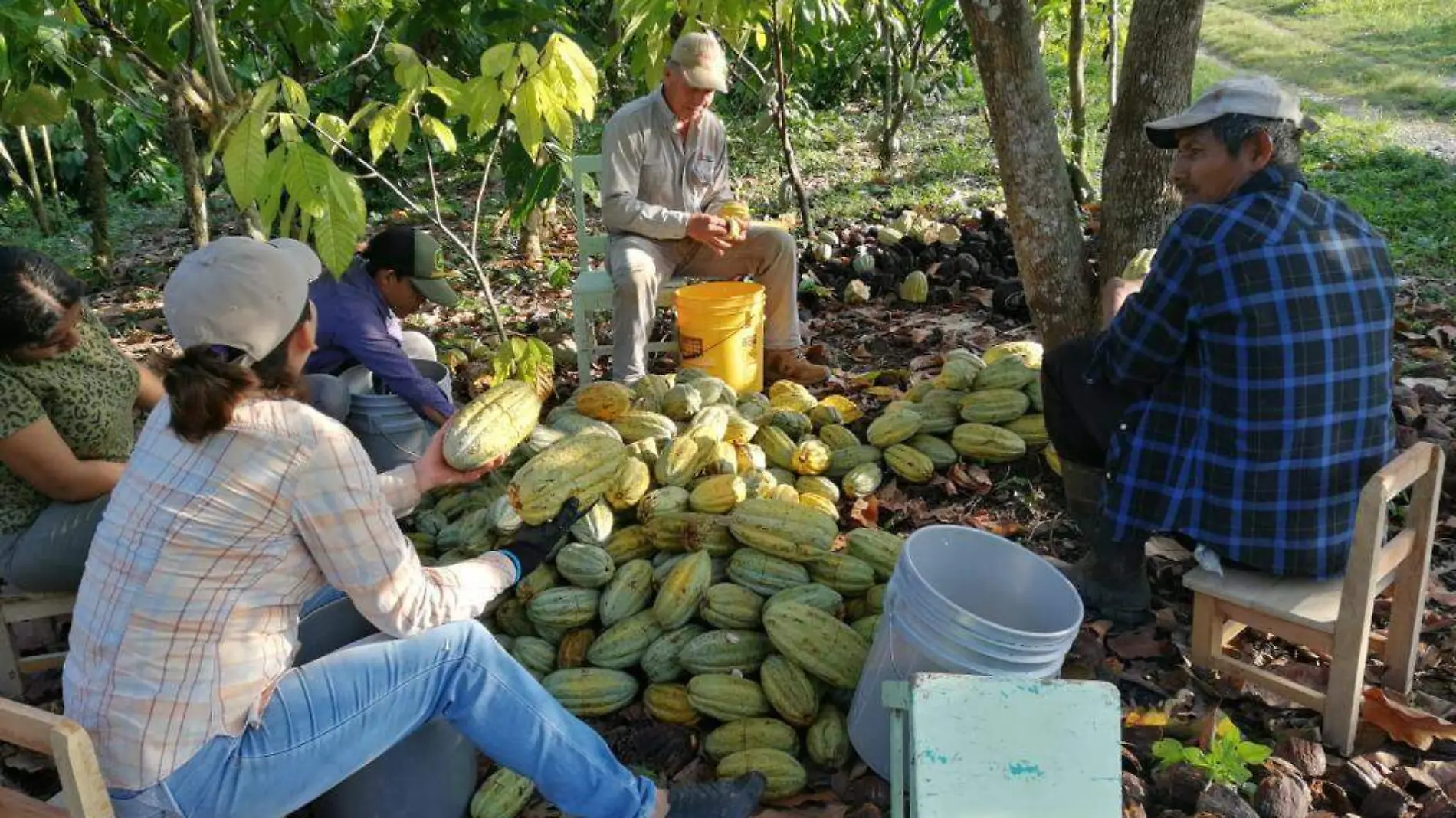 produccion de cacao almendra blanca